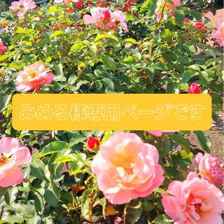 みめる様専用ページですの通販 by koe*'s shop|ラクマ