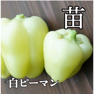 ◎無農薬◎ 白ピーマン 浜ニュークリーム苗 1株 + オマケ(その他)