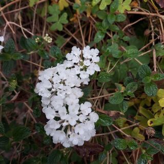 ランタナ白　挿し木　５本(プランター)