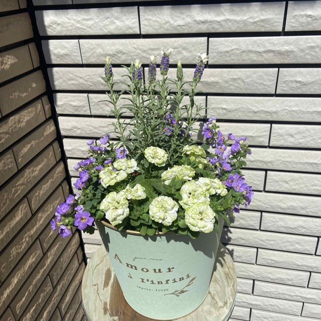 メロンな寄せ植え♡