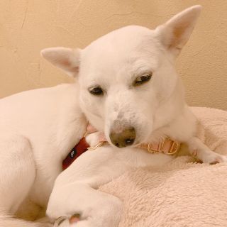 Amble ハーネスリード　リード　ハーネス　犬　インポート