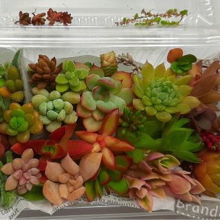 多肉植物 カット苗40種セット(その他)