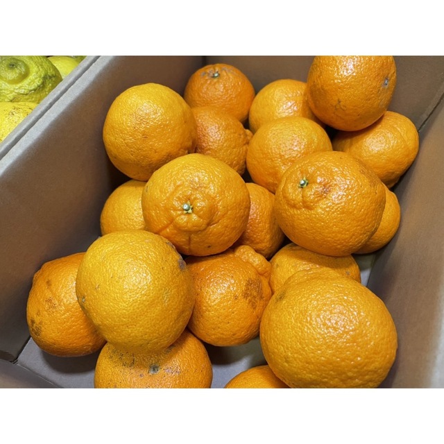熊本県産 不知火 デコポン 箱込約10キロ 食品/飲料/酒の食品(フルーツ)の商品写真