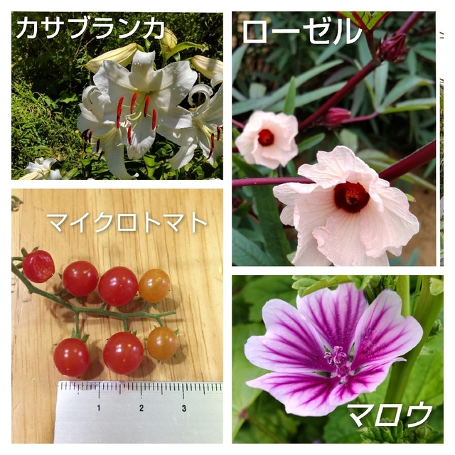 【増量中】種 いろいろ 5個選択 ビーツ・千日紅・ニゲラ・クレマチスなど花、果実 ハンドメイドのフラワー/ガーデン(プランター)の商品写真