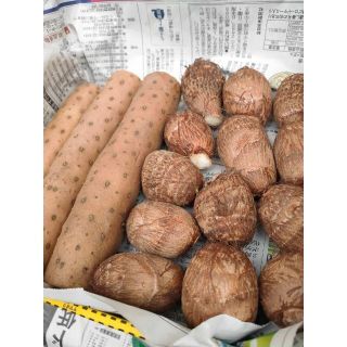 【鳥取県産】長芋・里芋セット 1kg 山芋 サトイモ ながいも コンパクト(野菜)