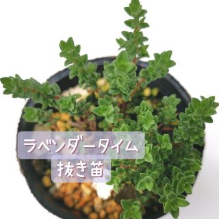 ラベンダータイム 抜き苗 ハーブ苗(その他)