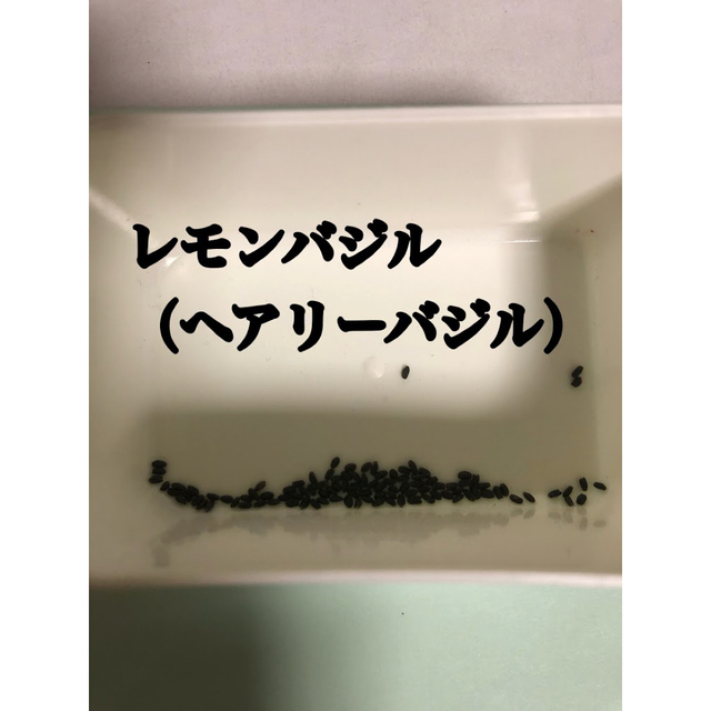 レモンバジルの種200粒 ハンドメイドのフラワー/ガーデン(プランター)の商品写真