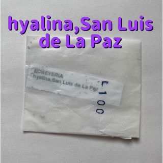 輸入種子☆hyalina,San Luis de La Paz☆(その他)