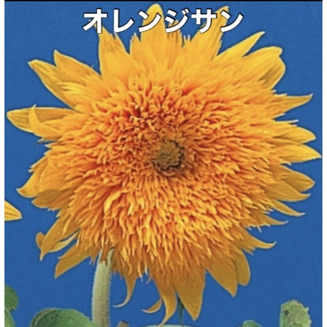 花の種 ひまわり 種 5種類 Ｅセット ⚠️袋分けしてます⚠️花種 種子 ハンドメイドのフラワー/ガーデン(その他)の商品写真