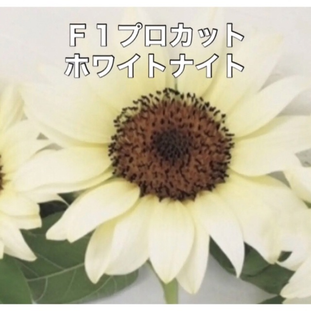 花の種 ひまわり 種 5種類 Ｅセット ⚠️袋分けしてます⚠️花種 種子 ハンドメイドのフラワー/ガーデン(その他)の商品写真