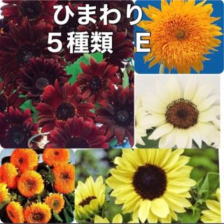 花の種 ひまわり 種 5種類 Ｅセット ⚠️袋分けしてます⚠️花種 種子(その他)