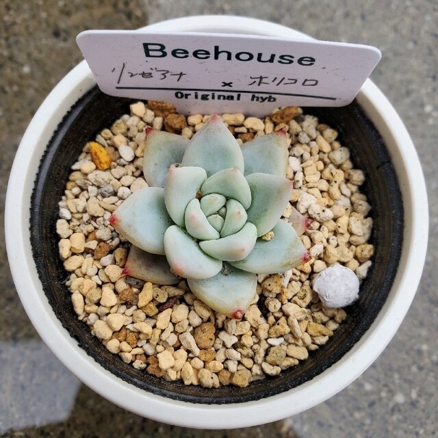 beehouse リンゼアナ×ホリコロ 黒ポットごと 札付き 2020年の