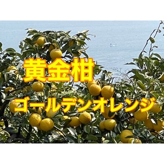 黄金柑　箱込み2kg   サイズ２Ｓ〜Ｌ　小田原・片浦産　農薬不使用(フルーツ)