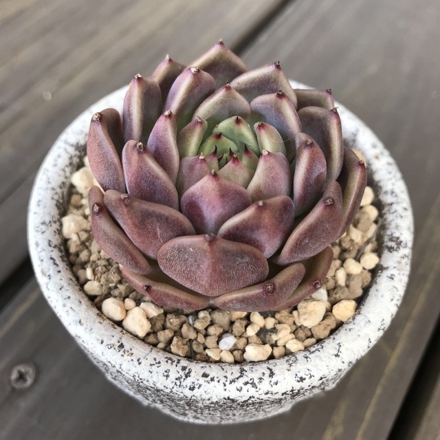 多肉植物6シンディ エケベリア 韓国苗の通販 by 多肉植物 多肉植物6シンディ エケベリア 韓国苗の通販 by 多肉植物