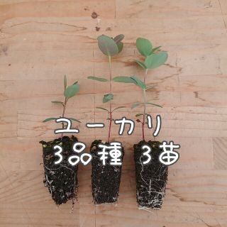 観葉植物 【ユーカリ 3品種 3苗】ネコポス匿名発送(ドライフラワー)