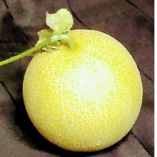 野菜タネ　ネットメロン種　ころた○　種子14粒(野菜)