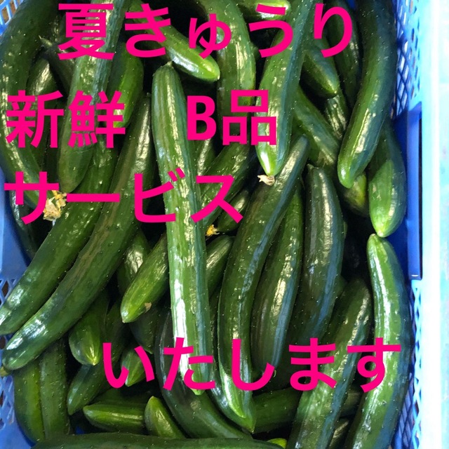 朝採り新鮮きゅうり、5キロです。B品にグレードアップして配送いたします。 食品/飲料/酒の食品(野菜)の商品写真