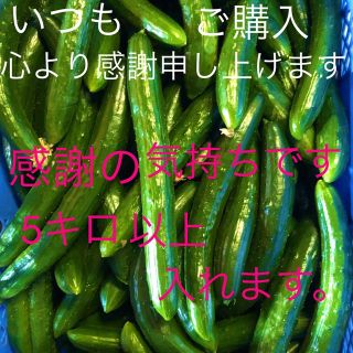 朝採り新鮮きゅうり、5キロです。B品にグレードアップして配送いたします。(野菜)