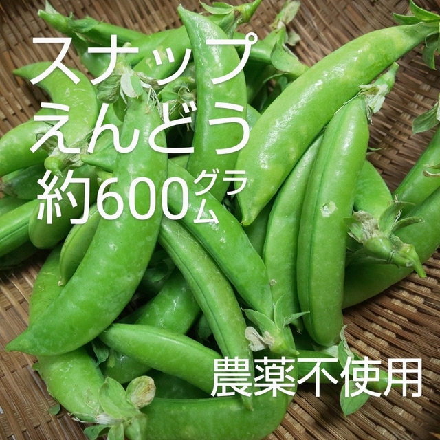 新作送料無料 スナップエンドウ 農薬不使用 650g