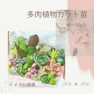 多肉植物　カット苗セット(プランター)