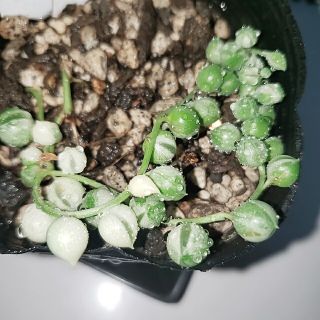 班入りグリーンネックレス　多肉植物(その他)