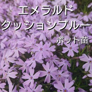 【ネコポス】芝桜 エメラルドクッションブルー６cmポット苗(その他)