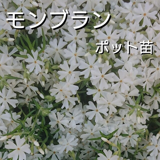 【ネコポス】芝桜２種セット６cmポット苗 ハンドメイドのフラワー/ガーデン(その他)の商品写真