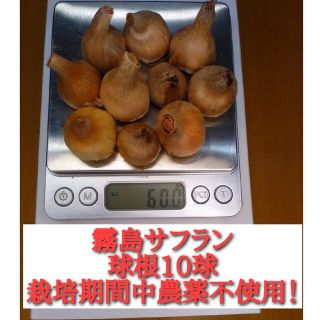 霧島サフラン球根10球 ほりたて！(花瓶)