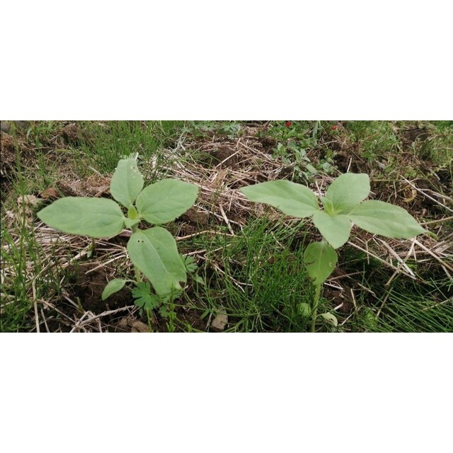 大きくそだつひまわりの種　たっぷり約600粒 小粒　ヒマワリの種　向日葵の種 エンタメ/ホビーのエンタメ その他(その他)の商品写真