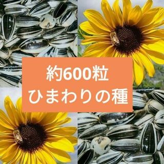 大きくそだつひまわりの種　たっぷり約600粒 小粒　ヒマワリの種　向日葵の種(その他)