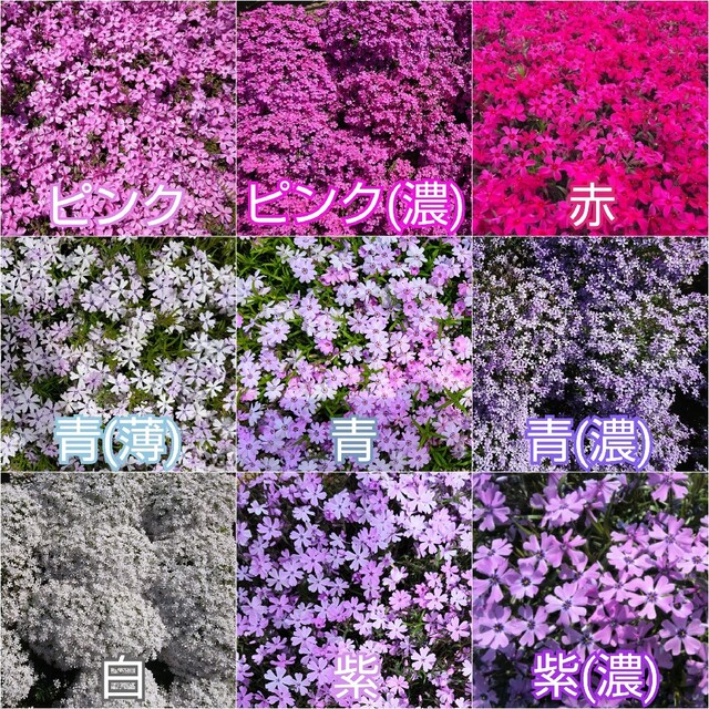 芝桜 挿し穂 650本（ストライプ120本、赤・ピンク530本） ハンドメイドのフラワー/ガーデン(その他)の商品写真