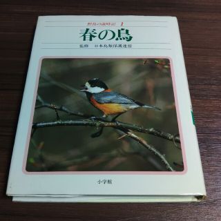 ショウガクカン(小学館)の野鳥の歳時記 1 (春の鳥)(ノンフィクション/教養)