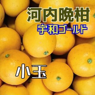 【数量限定】愛媛県産☆河内晩柑 宇和ゴールド 小玉☆(フルーツ)