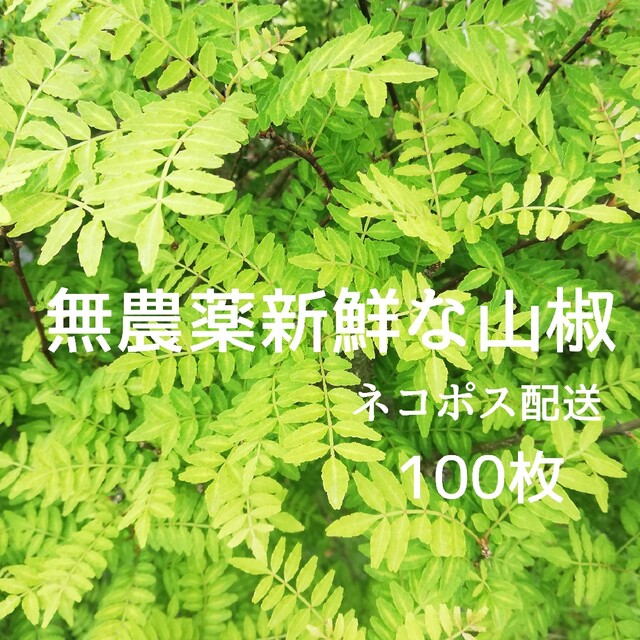 無農薬新鮮な山椒の葉100枚 食品/飲料/酒の食品(野菜)の商品写真