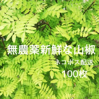 無農薬新鮮な山椒の葉100枚(野菜)