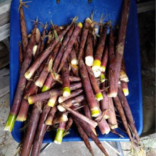 はちくたけのこ　三重県産　自然　本数売り　予約ページ(野菜)