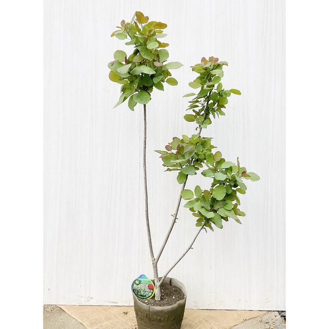かん椿スモークツリー | gulatilaw.com