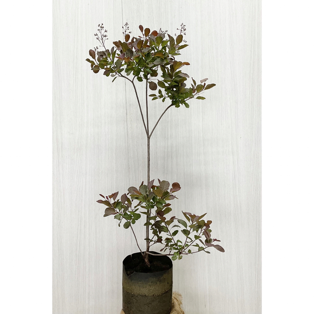 メール便不可】 かん椿スモークツリー 植物/観葉植物 - education