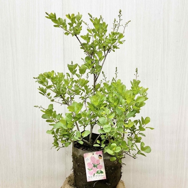 おしゃれ かん椿スモークツリー - crumiller.com