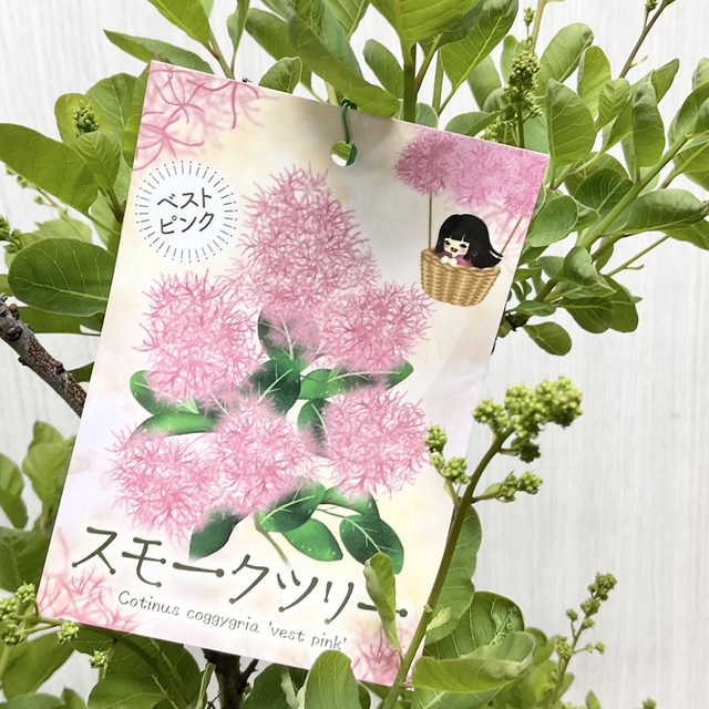 おしゃれ かん椿スモークツリー - crumiller.com