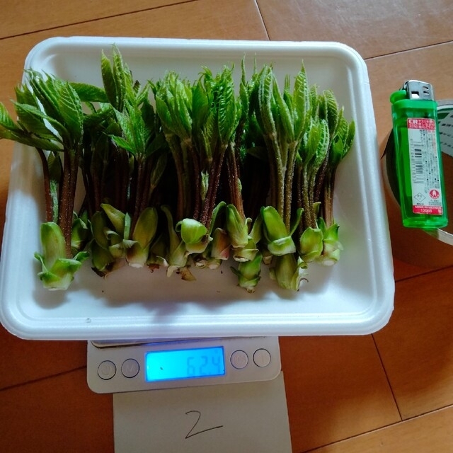 コシアブラ　２５０グラム強　２ 食品/飲料/酒の食品(野菜)の商品写真