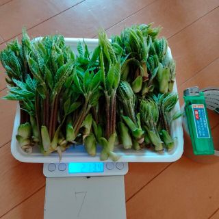 コシアブラ　２００グラム強　７(野菜)