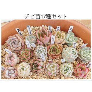 チビ苗17種セット　カット苗詰め合わせ　多肉植物　エケベリア(その他)