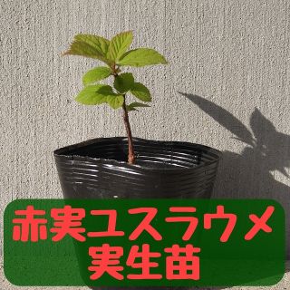 ユスラウメ　実生苗⑥(その他)