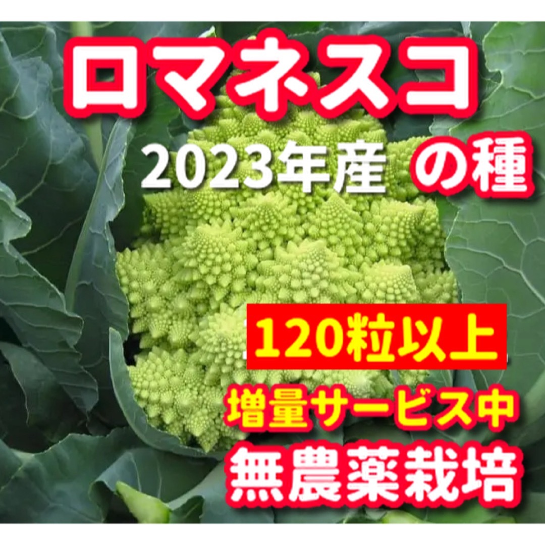 ロマネスコの種【120粒以上】★無農薬栽培の種・増量サービス中★令和5年産 食品/飲料/酒の食品(野菜)の商品写真