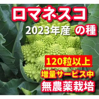 ロマネスコの種【120粒以上】★無農薬栽培の種・増量サービス中★令和5年産(野菜)