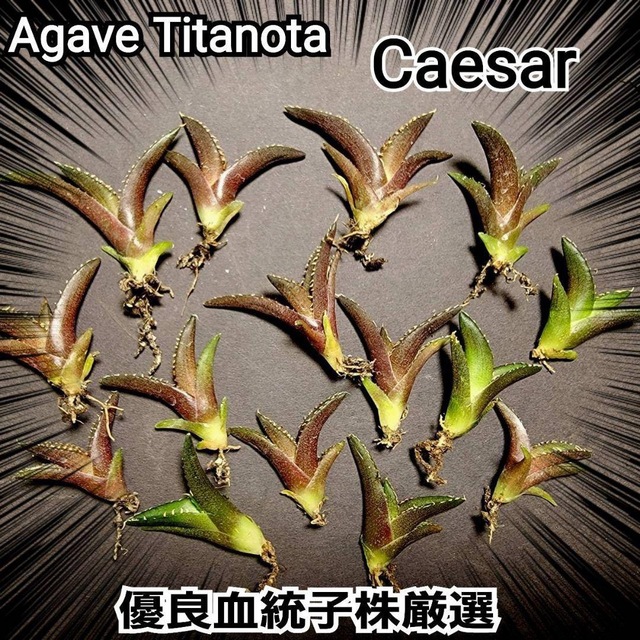 アガベ　チタノタ　シーザー　優良血統子株源泉　 Titanota Caesar