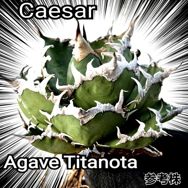 アガベ　チタノタ　シーザー　優良血統子株源泉　 Titanota Caesar