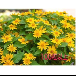 メランポジウム　種　100粒　花の種(その他)