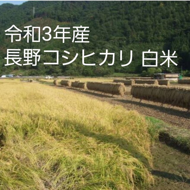 令和3年産 長野コシヒカリ白米30㎏（10㎏×3）食品